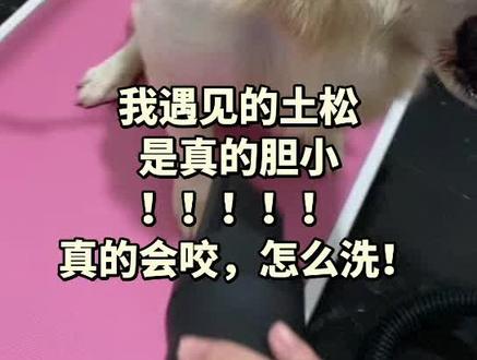 #创作者中心 #创作灵感 #宠物迷惑行为 #土松 #狗狗洗澡 是真的,我洗的土松在美容桌上都会四肢僵硬抗拒,像极了柴犬,🌚🌚我真的是无语了(~_~💧),这到底是主人的问题还是狗狗的问题呢?