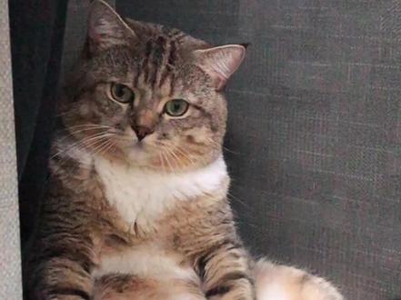 懒,又怎么样……#煤球猫 #猫咪 #可爱的小猫咪