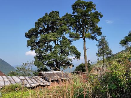 黑石、大平屯 黑石屯和大平屯,是十万大山褶皱深处的两个瑶族村寨。在它们身后,矗立着十万大山最高的两座山峰——薯莨岭与久宝山。#黑石屯 #大平屯 #薯莨岭 #久宝山 #十万大山第一高峰