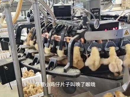 上万只小鸡被直接切断尖嘴,再放到机器上面烫,有的直接当场毙命 #趣味动物 #揭秘 #奇妙动物