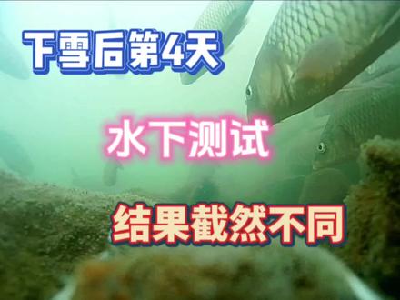 下雪后第4天,水下测试结果截然不同,什么原因呢?#钓鱼 #抖音钓鱼人 #水下摄影 #水下拍摄 #水下视频