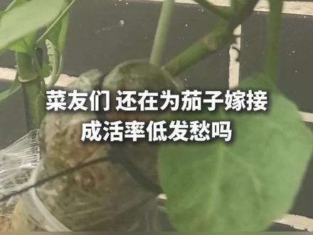 托鲁巴姆老桩嫁接茄子 · 一页极简实操清单