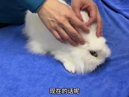 兔子胃胀气按摩操教学