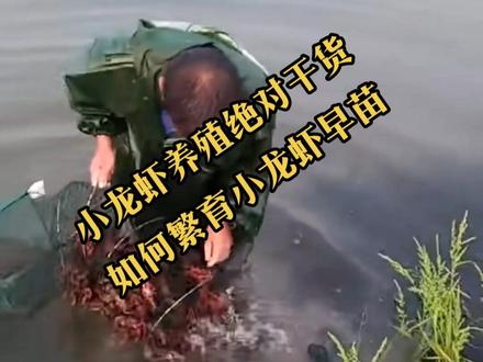 小龙虾养殖绝对干货,
如何繁育小龙虾早苗?
欢迎评论区扯皮。#养殖龙虾 #小龙虾 #龙虾苗 #龙虾🦞