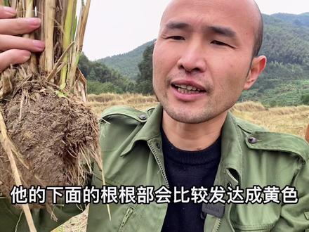你知道它的作用吗?自古评论区出人才。#农村生活 #糯稻