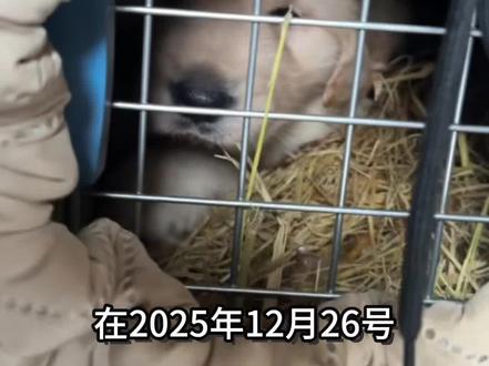视频有点长 各位宝宝们请耐心看完#vlog萌宠日常 #记录萌宠的日常生活 #金毛 #元宝 #纪录片
