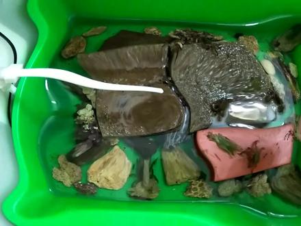 矶钓,螃蟹作饵钓黑鲷鱼,小鱼闹窝把螃蟹吃完