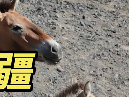 #科普说新疆 #新疆自然博物馆 #聆听荒野 你知道普氏野马原产地是在哪吗?@DOU+小助手