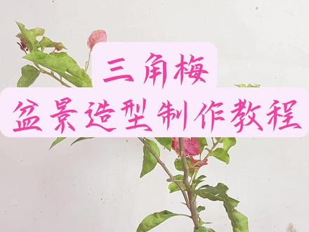 盆景制作第一步先确定观赏面#三角梅盆景修剪造型 #精品盆景 #三角梅嫁接