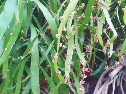 湛江农村这叫蜈蚣竹,不认识是草,农民把它当宝,跌伤虫咬可应急 #乡野田间 #植物