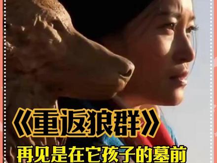 他依然爱着妈妈,只是不再相信人类了 #重返狼群 #格林 #感人 #动物 #李微漪再见格林是在它孩子的墓前