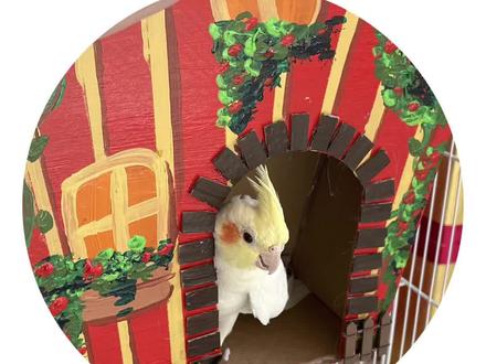 纸壳箱diy鹦鹉鸟小房子#手工diy #手工 #diy #创意手工 #手作 #小房子 #创意 #亲子手工 #仓鼠 #动手能力 #龙猫 #手工制作 #手作diy #手工教程 @抖音小助手 @DOU+小助手