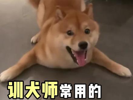 训犬师的私藏遛狗技巧,后悔没早点学会!!
#养狗经验分享 #遛狗时间 #遛狗日常