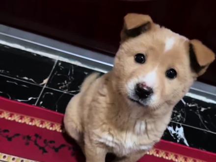 被弃养在楼道的小狗🐶
日行一善,不以善小而不为
在此呼吁大家不管是因为什么原因都不要弃养动物,如果真的是不想养请一定要负责任尊重生命#田园犬 #狗狗弃养 #萌宠 #狗狗 #拒绝弃养