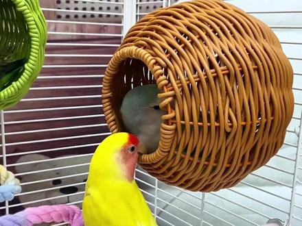 仿藤编鸟窝,手工编织,四季通用#藤编鸟窝 #鸟窝