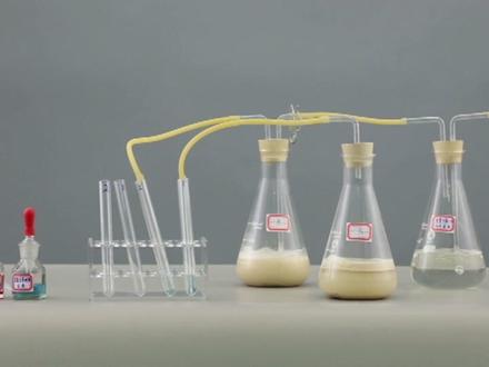 11探究酵母菌细胞的呼吸方式#生物实验