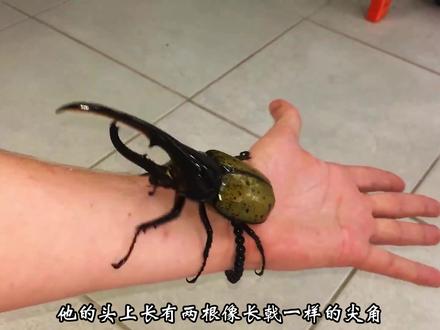 你见过比手臂还长的蚂蚱吗?盘点世界上最大的五种巨型昆虫! #巨型昆虫 #中国巨竹节虫 #昆虫世界