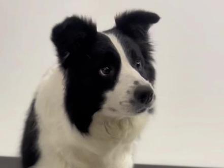 我也来参与一下宠物认物挑战#家有傻狗 #边牧 #萌宠出道计划 #我和我的小狗