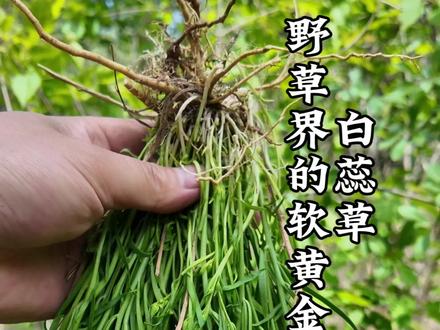百蕊草 野草界的软黄金,种植成功你就财富自由了#百蕊草 #小米草 #麦黄草 #植物科普 #中药材