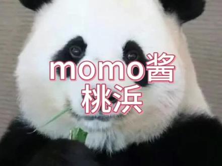 momo酱——桃浜
素材均来源于网络,侵删致歉
#桃浜 #大熊猫桃浜 #国宝 #熊猫 #大熊猫樱浜桃浜