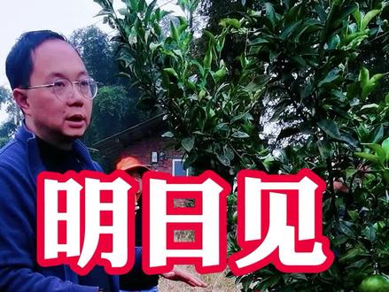 920还能预防明日见防裂果?快来看看吧!老师教你正确使用办法~#柑橘 #柑橘种植 #明日见裂果 @天天学农黄伟