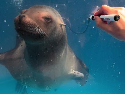 瑞吉带着王冠来了#海狮#有趣的动物#海茄子