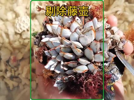 救援小乌龟,剔除满背的藤壶#动物救援 #藤壶 #解压视频