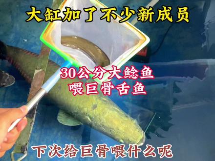 给巨骨舌鱼改善伙食,下次喂什么呢,修复好炸的缸,陆续加鱼中~ #巨骨舌鱼 #鱼缸 #大铅笔鱼