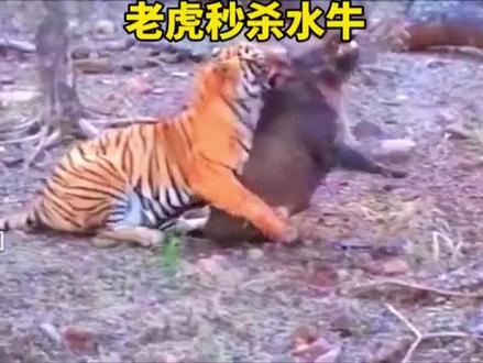 老虎十四秒搞定一头野牛 #老虎#老虎十四秒#老虎野牛
