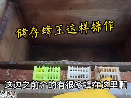 蜂群失王不再怕缺王工产,更换新蜂王后这样储存老蜂王备用
