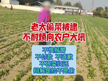 老太偷菜被逮,不耐烦向农户大吼 一个月以来,个别市民听信谣言,亦或是主观小便宜心理……但大多数市民尊重农民劳动成果,主动付费采摘。再次感谢大家的关注与支持。
本菜地正常对外开放,均为付费采摘。
对外服务:有机蔬菜采摘,家庭小菜园。
菜地地址:璞瑅润府小区西侧,顺沙路与外环路交叉口西北#北京#北京市民#三农#农业#有机蔬菜#采摘#亲子教育#农业科普#乡土#乡村振兴#小菜园#田园生活#童趣#新农人#团建#社会大课堂#80后#90后