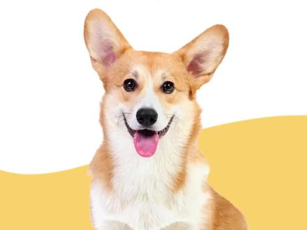 为啥柯基的弃养率这么高?它们做了些什么?#柯基 #狗狗弃养 #神奇动物在抖音 #柯基知识百科