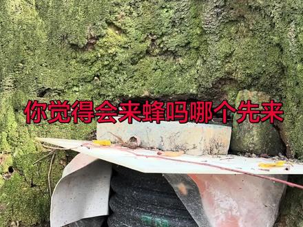 #上热门 竖放的诱蜂桶要镶入洞里面,横放的要在桶下面开一个20公分以上的孔贴着地下,这样蜜蜂度夏不飞逃也好控湿保温!#蜜蜂知识分享#养蜂技巧与病虫害防治#诱蜂箱#农业技术服务