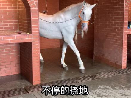 离开时,看看尼寇的反应!#家有萌宠 #抖音热门 #萌宠