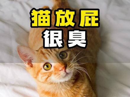 猫放屁很臭怎么回事?#猫咪放屁 #猫咪 #萌宠日常记录