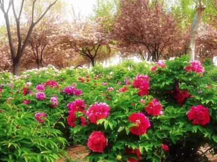 唯有牡丹真国色,花开时节动京城。四月的洛阳是这样的,总要来洛阳看次牡丹吧#洛阳 #洛阳旅游 #洛阳牡丹 #洛阳相当适合旅游了