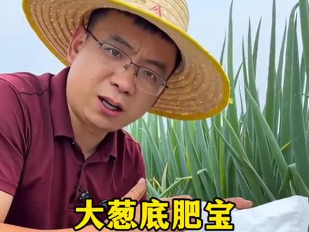 大葱底肥宝壮根稳长,葱姜蒜专用水溶肥,疏松养护土壤,壮苗健株助力稳产优收#抖音助农 #大葱底肥宝 #葱姜蒜种植 #大葱施肥 #大田作物养护