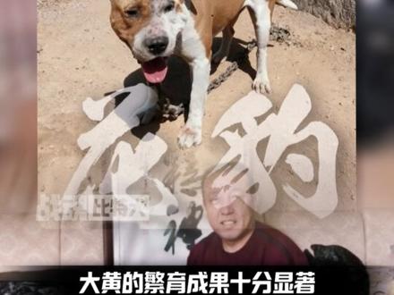超级种犬“大黄”的传奇之路 #比特犬#猛犬#斗犬#烈性犬#狗王