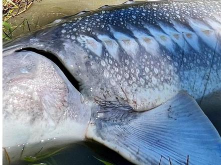 美洲白鲟龙也叫高首鲟,世界纪录3.44米长,如果还存在还有比美洲白鲟更大的淡水鱼,请告知,我们去盘它#钓鱼 #钓鱼人 #钓鱼人就是这么疯狂