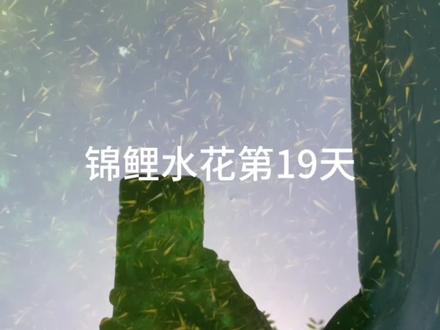 锦鲤水花第19天了,依然很小呢,长得不快呀。丰年虾使劲喂吧。#锦鲤 #观赏鱼 #鱼苗 #丰年虾 #锦鲤水花