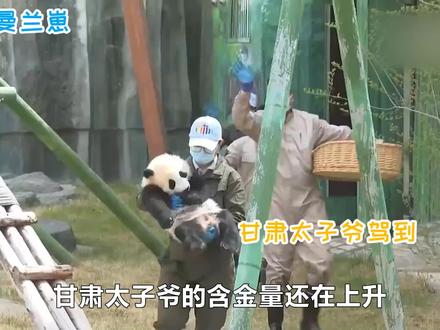 甘肃太子爷的含金量还在上升#大熊猫曼兰崽 #大熊猫曼兰