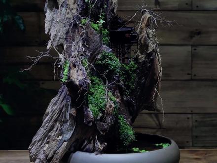 用几块枯木制作了一个假山微景观,看到最后的效果,真是绝了 #造景 #手作木艺 #室内景观 #diy #创意