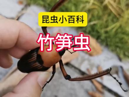 小时候吃过的举手🙋♀️🙋🙋♂️
昆虫小百科:竹笋
#有趣的科普知识 #童年味道