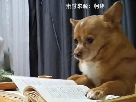 那你说说你的头像是怎么拍出来的#狗狗 #动物表演 #万万没想到