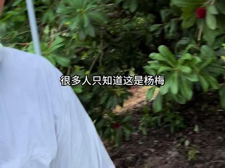 杨梅来了 看视频了解仙居杨梅 #杨梅熟了