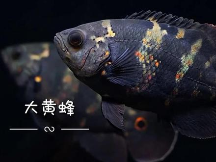 大黄蜂,非极品野地图鱼