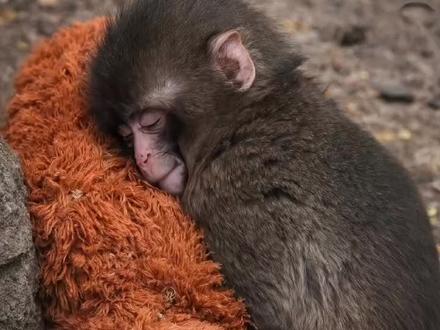 日本市川动物园一只被母亲遗弃名叫punch的小猴子爆红网络,来看看它是如何爆火的#punch #动物趣闻
