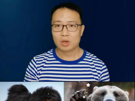 解放J藏獒为什么能驱赶棕熊? #棕熊 #藏獒 #动物 @DOU+小助手