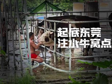 暗访调查|起底注水牛黑窝点:活牛插管灌水入胃,牛肉流入东莞、广州市场 #暗访 #注水牛肉 #广东dou知道