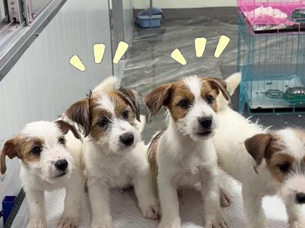 小土狗跟杰克罗素梗你分的清吗 #杰克罗素梗 #刚毛 #新手养宠 #纯种犬 #狗狗